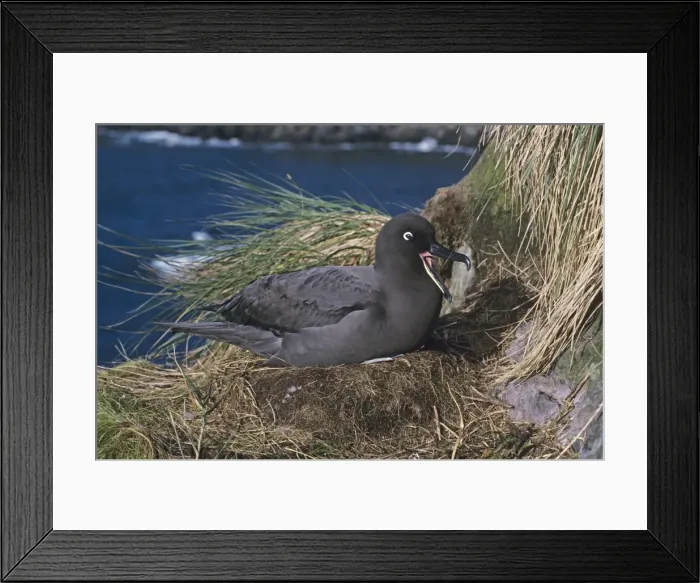 Framed Print : Sooty albatross on nest incubating Framed Print : Sooty albatross on nest incubating
