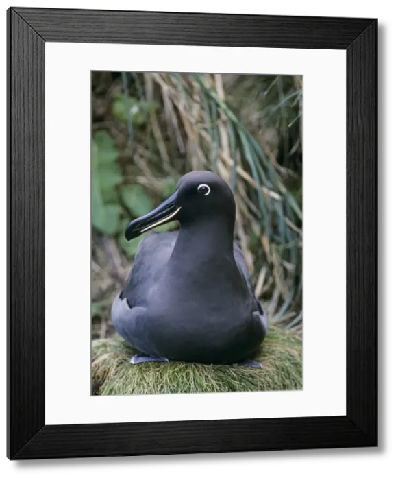 Framed Print : Sooty albatross on nest