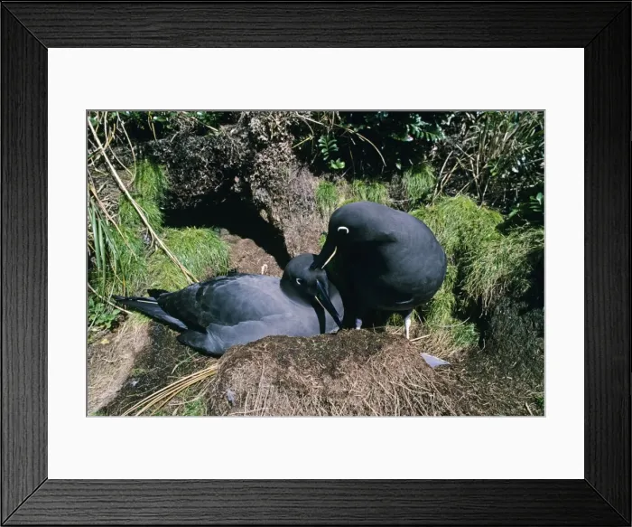Framed Print : Sooty albatross - pair at nest Framed Print : Sooty albatross - pair at nest