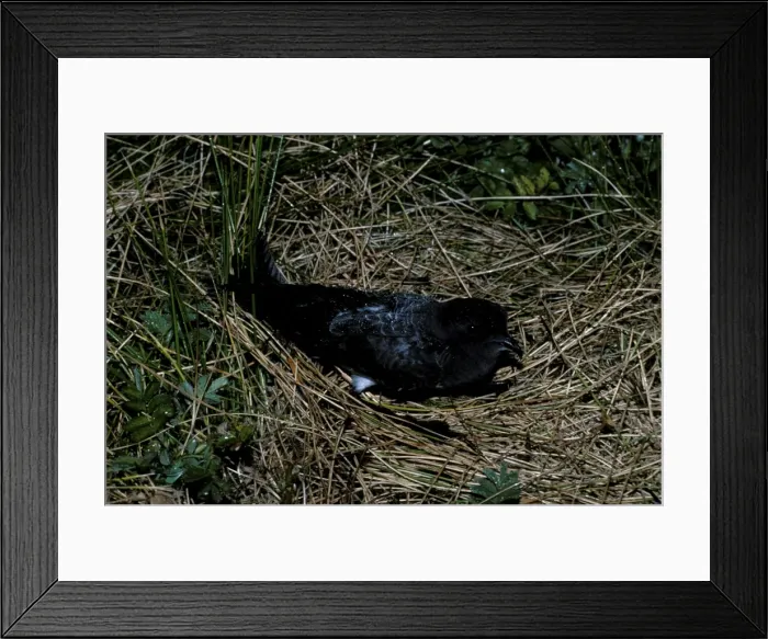 Framed Print : White bellied storm Petrel on nest Framed Print : White bellied storm Petrel on nest
