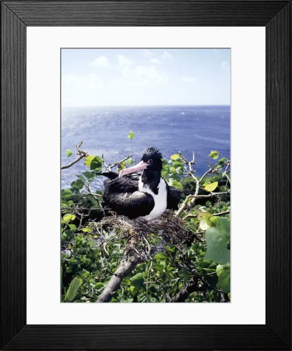 Framed Print : Christmas Island frigatebird - female on nest