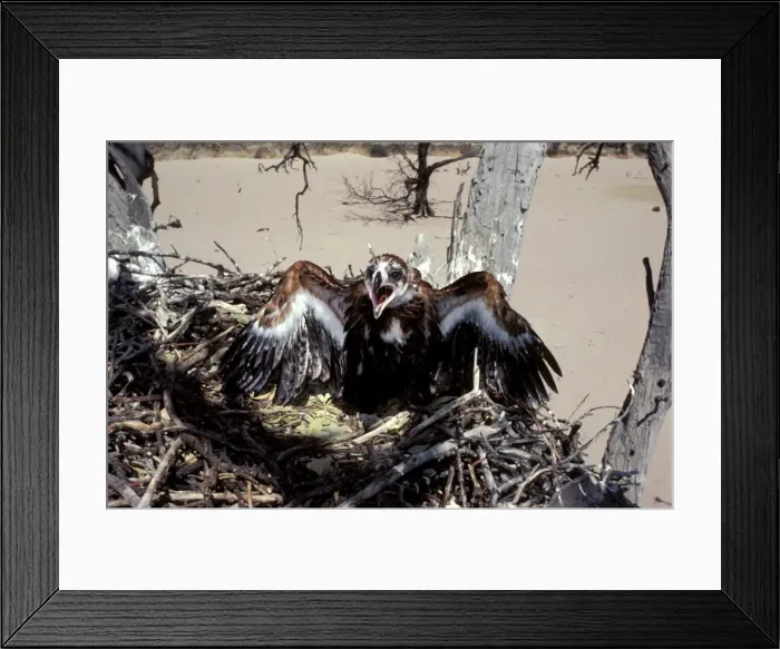 Framed Print : Wedge-tailed eagle - chick in nest Framed Print : Wedge-tailed eagle - chick in nest