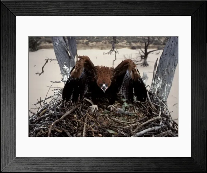 Framed Print : Wedge-tailed eagle - fledgling in threat pose, on nest Framed Print : Wedge-tailed eagle - fledgling in threat pose, on nest