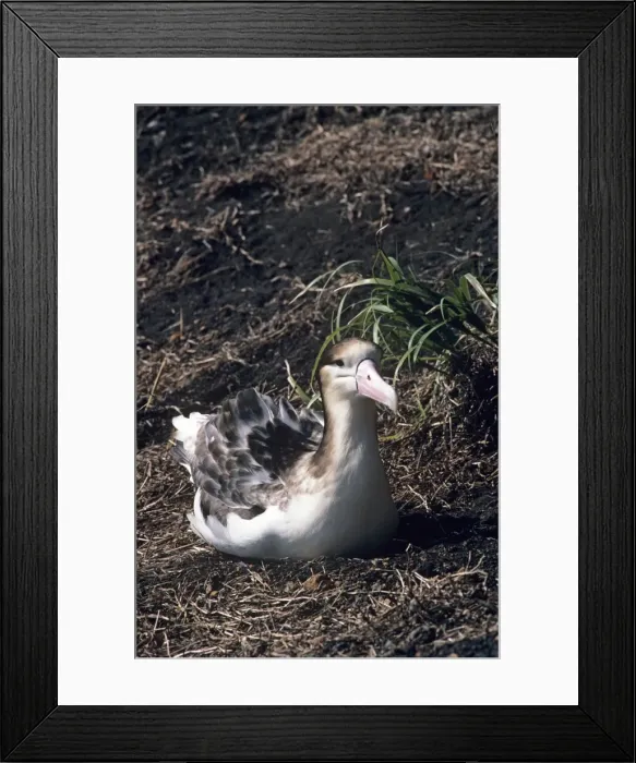 Framed Print : Short-tailed albatross - Immature. Torishima Island is a volcanic peak rising out of the Pacific Ocean, South of Japan and an important breeding ground for the Short-tailed albatross. Listed as Vulnerable (VU) on the IUCN Red List