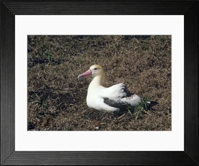 Framed Print : Short-tailed albatross - incubating. Torishima Island is a volcanic peak rising out of the Pacific Ocean, South of Japan and an important breeding ground for the Short-tailed albatross. Listed as Vulnerable (VU) on the IUCN Red List