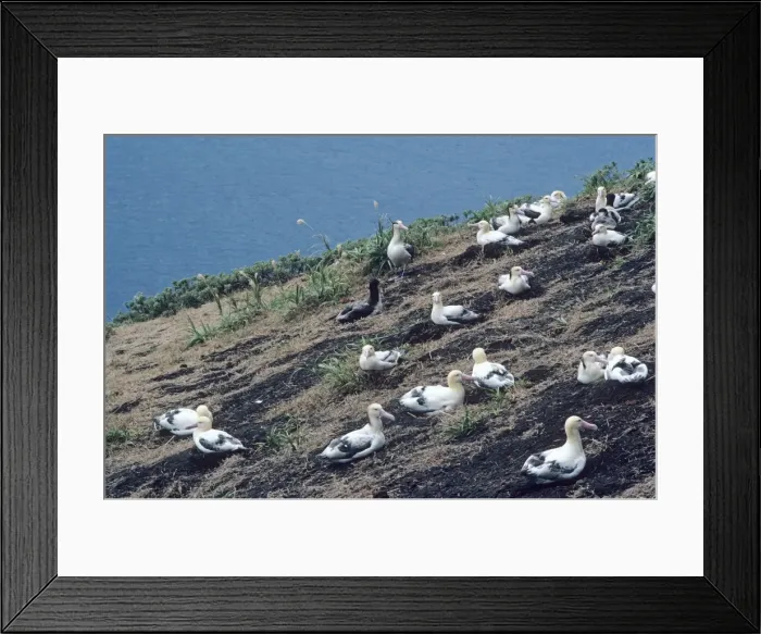 Framed Print : Short-tailed albatross - Colony. Torishima Island is a volcanic peak rising out of the Pacific Ocean, South of Japan and an important breeding ground for the Short-tailed albatross. Listed as Vulnerable (VU) on the IUCN Red List Framed Print : Short-tailed albatross - Colony. Torishima Island is a volcanic peak rising out of the Pacific Ocean, South of Japan and an important breeding ground for the Short-tailed albatross. Listed as Vulnerable (VU) on the IUCN Red List