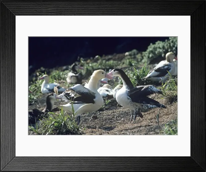 Framed Print : Short-tailed albatross - Courting. Torishima Island is a volcanic peak rising out of the Pacific Ocean, South of Japan and an important breeding ground for the Short-tailed albatross. Listed as Vulnerable (VU) on the IUCN Red List