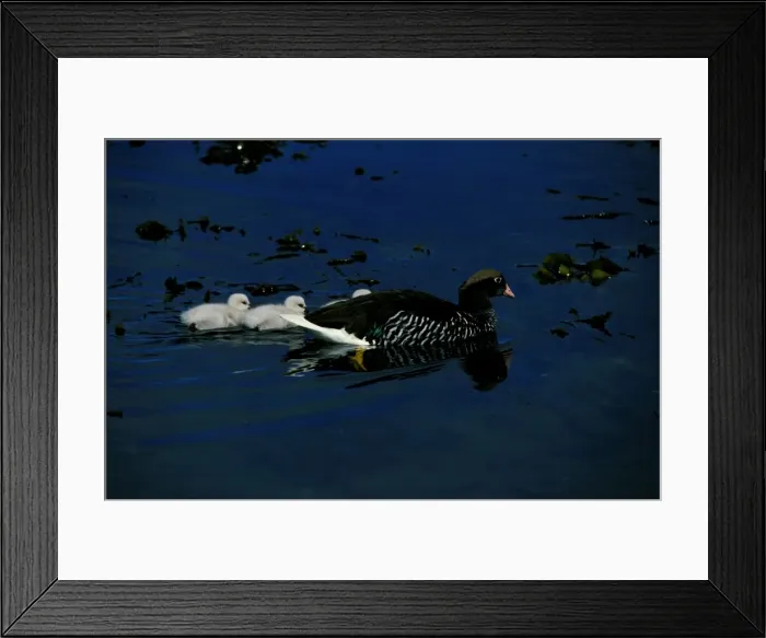 Framed Print : Kelp goose, female swimming with goslings Framed Print : Kelp goose, female swimming with goslings