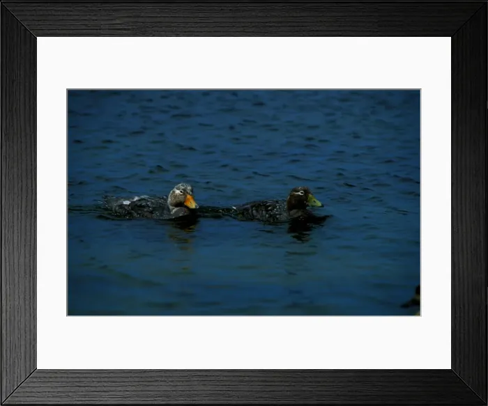 Framed Print : Flightless steamer ducks. Uses the wings as paddles to swim very fast (hence steamer from paddlesteamer) Framed Print : Flightless steamer ducks. Uses the wings as paddles to swim very fast (hence steamer from paddlesteamer)