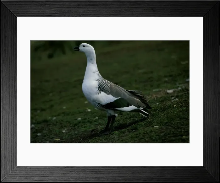 Framed Print : Upland goose - male vocalising Framed Print : Upland goose - male vocalising