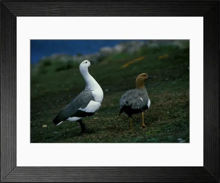 Framed Print : Upland goose - male and female pair Framed Print : Upland goose - male and female pair