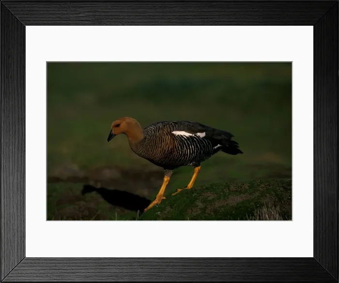 Framed Print : Upland goose - female Framed Print : Upland goose - female