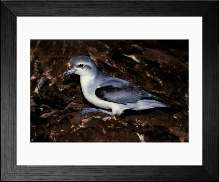 Framed Print : Fairy prion Framed Print : Fairy prion