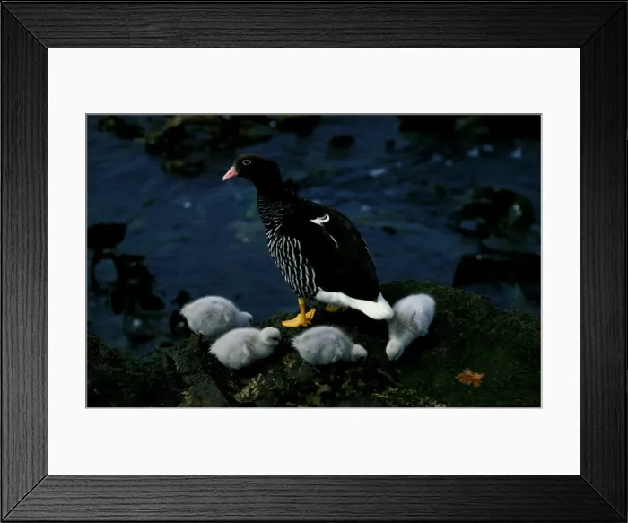 Framed Print : Kelp goose, female with goslings Framed Print : Kelp goose, female with goslings