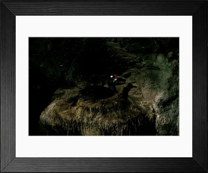 Framed Print : Rock shag, on nest Framed Print : Rock shag, on nest