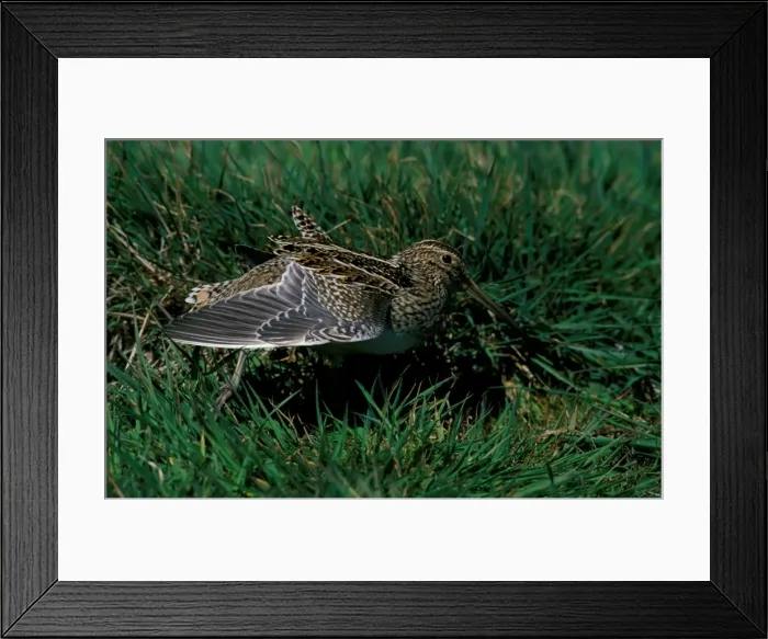 Framed Print : Magellan snipe Framed Print : Magellan snipe
