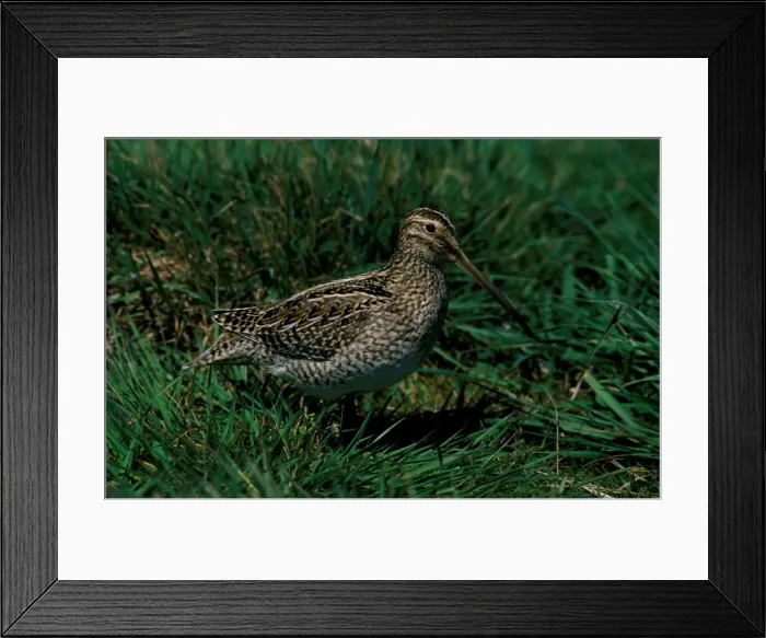 Framed Print : Magellan snipe