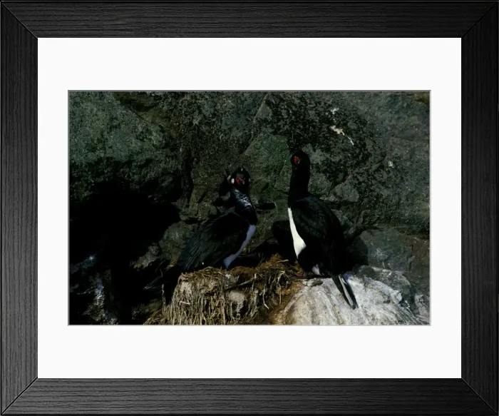 Framed Print : Rock shag, pair at nest Framed Print : Rock shag, pair at nest