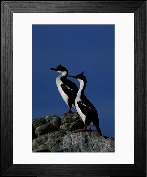 Framed Print : Imperial shag Framed Print : Imperial shag