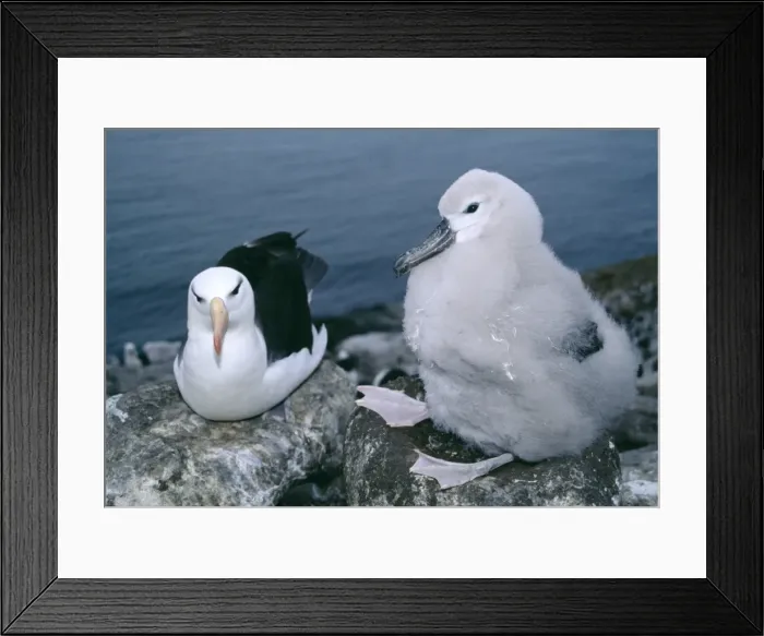 Framed Print : Black-browed albatross with chick Framed Print : Black-browed albatross with chick