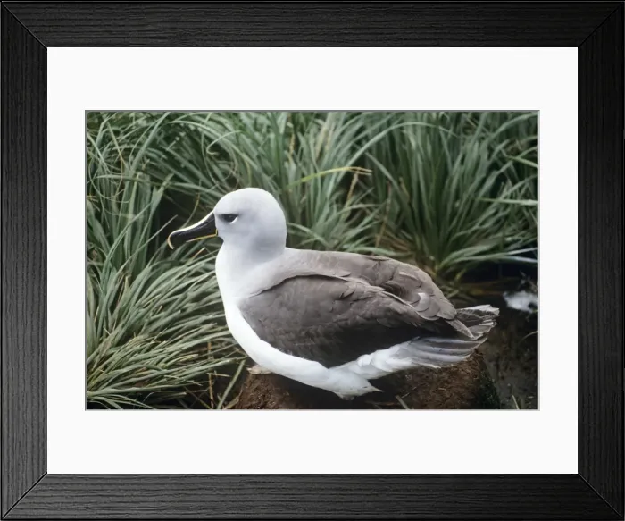 Framed Print : Grey-Headed Albatross Framed Print : Grey-Headed Albatross