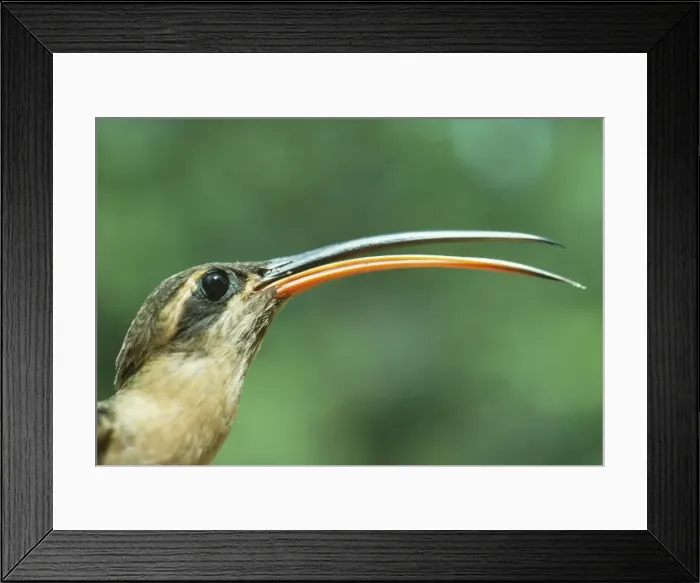 Framed Print : Hermit Hummingbird Carawari, Rio Jurua, Brazil Framed Print : Hermit Hummingbird Carawari, Rio Jurua, Brazil