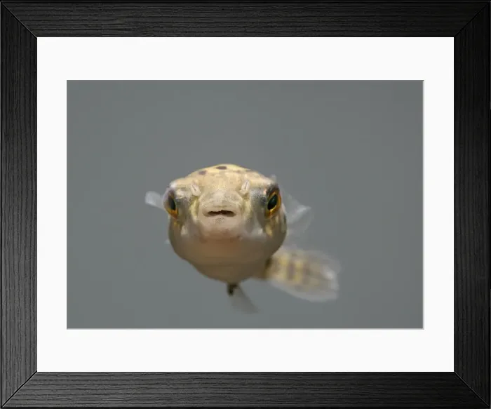 Framed Print : Green Puffer Fish – front view dist:s E Asia UK Framed Print : Green Puffer Fish – front view dist:s E Asia UK