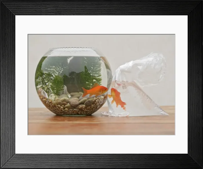 Framed Print : Goldfish - in bowl and bag UK