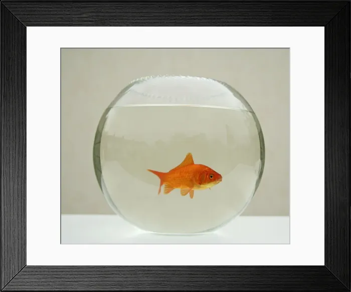 Framed Print : Goldfish – alone in goldfish bowl Framed Print : Goldfish – alone in goldfish bowl