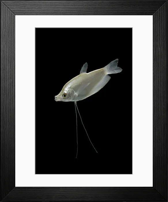 Framed Print : Moonlight gourami – male side view – black background - tropical freshwater – SE Asia 002104 Framed Print : Moonlight gourami – male side view – black background - tropical freshwater – SE Asia 002104