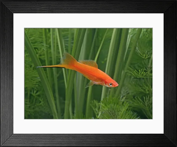 Framed Print : Red swordtail – male side view - tropical freshwater – Central America 002569 Framed Print : Red swordtail – male side view - tropical freshwater – Central America 002569