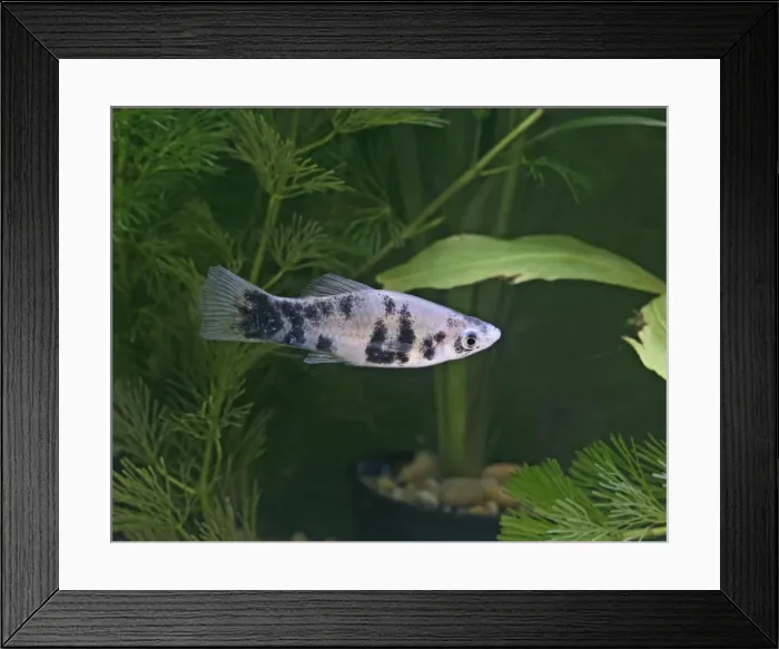 Framed Print : Marbled swordtail –side view- tropical freshwater - variant 002578 Framed Print : Marbled swordtail –side view- tropical freshwater - variant 002578