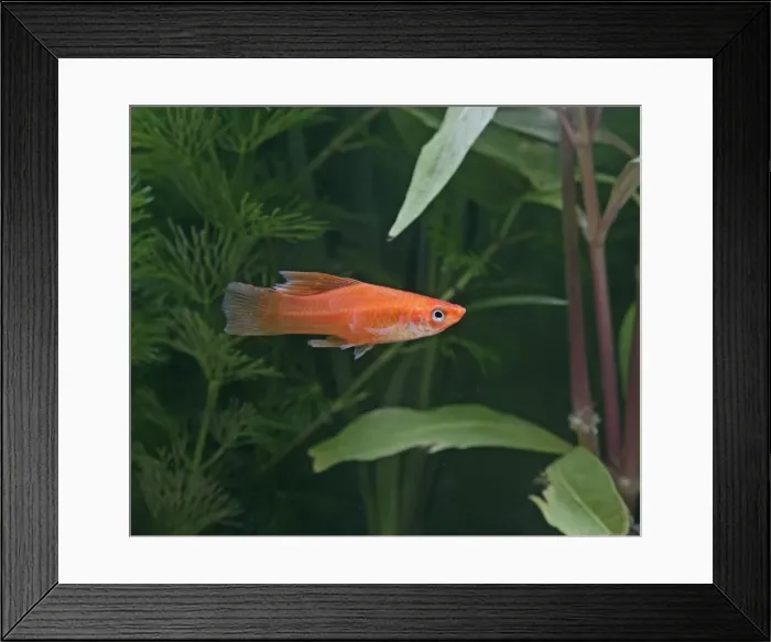Framed Print : High fin swordtail – side view- tropical freshwater - variant 002585 Framed Print : High fin swordtail – side view- tropical freshwater - variant 002585