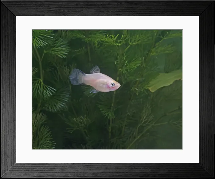 Framed Print : Comet platy – side view by weeds - tropical freshwater - variant 002633 Framed Print : Comet platy – side view by weeds - tropical freshwater - variant 002633