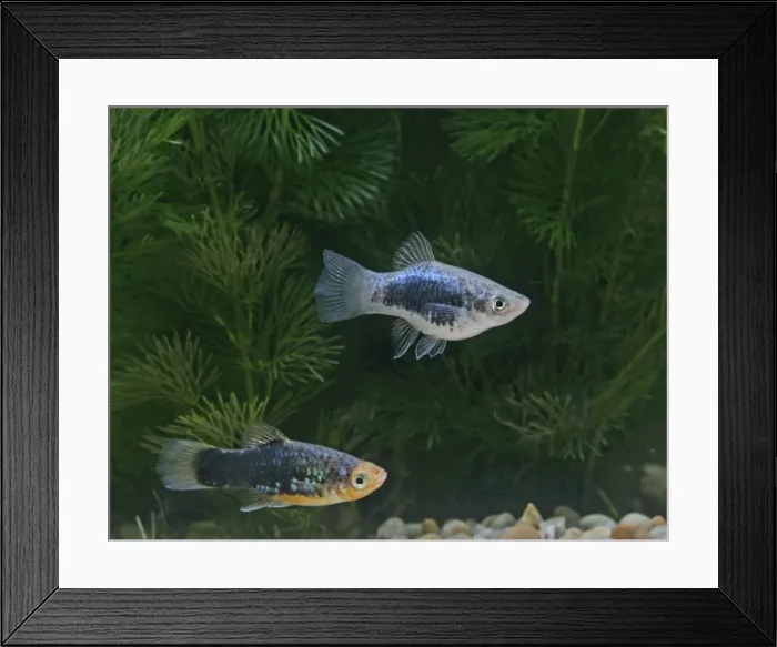 Framed Print : Black platy – pair - side view by weeds- tropical freshwater – Central America 002629 Framed Print : Black platy – pair - side view by weeds- tropical freshwater – Central America 002629