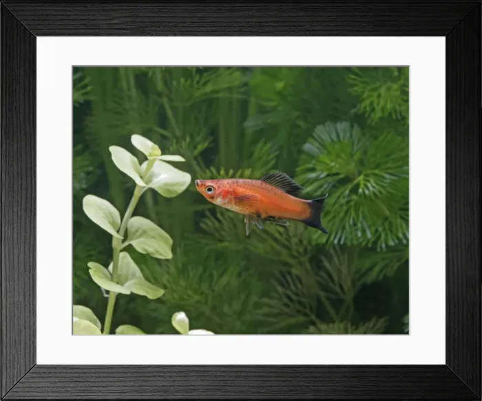 Framed Print : Red wagtail swordtail – female side view - tropical freshwater - variant 002590 Framed Print : Red wagtail swordtail – female side view - tropical freshwater - variant 002590