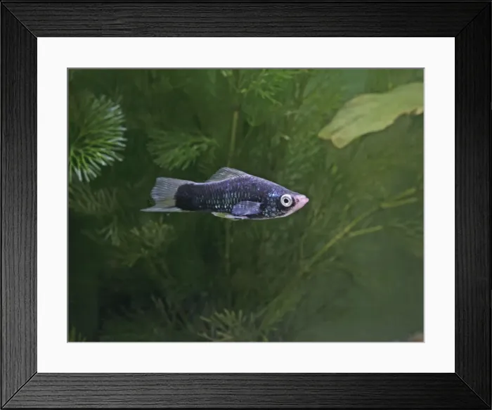 Framed Print : Black swordtail – side view – variant - tropical freshwater 002593 Framed Print : Black swordtail – side view – variant - tropical freshwater 002593