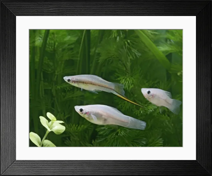 Framed Print : Green swordtail – side view –male with females- tropical freshwater – Central America 002601 Framed Print : Green swordtail – side view –male with females- tropical freshwater – Central America 002601