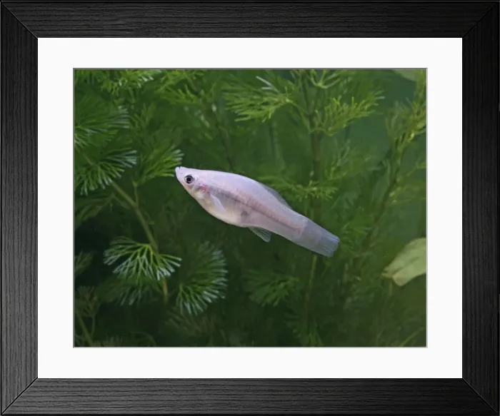 Framed Print : Green swordtail – side view - female - tropical freshwater – Central America 002603 Framed Print : Green swordtail – side view - female - tropical freshwater – Central America 002603