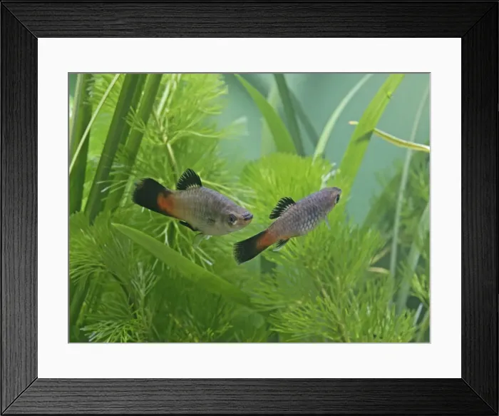 Framed Print : Rainbow platy – pair side view by weeds- tropical freshwater - variant 002627