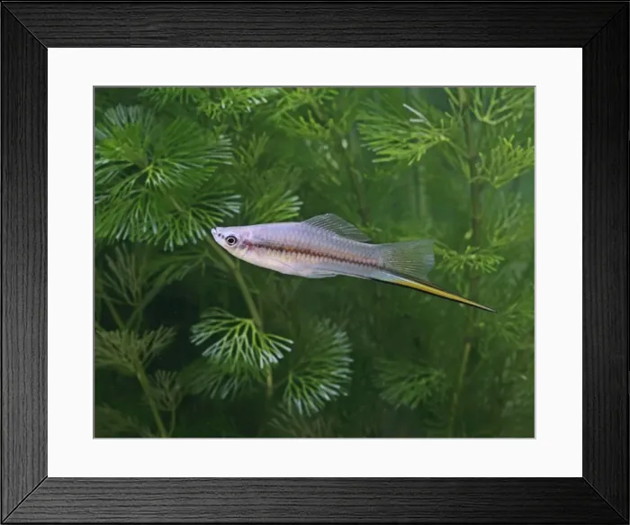 Framed Print : Green swordtail – side view –male- tropical freshwater – Central America 002604 Framed Print : Green swordtail – side view –male- tropical freshwater – Central America 002604