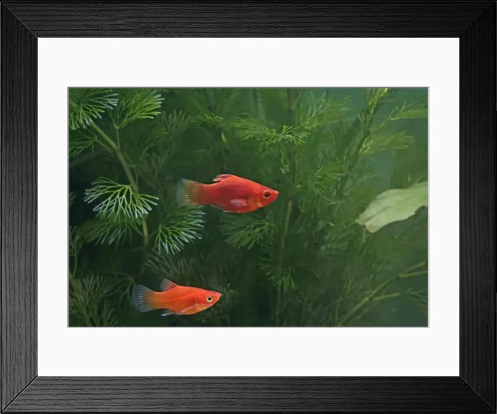 Framed Print : Red platy – pair side view - tropical freshwater – Central America 002607 Framed Print : Red platy – pair side view - tropical freshwater – Central America 002607