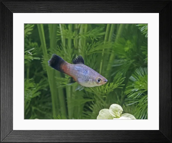 Framed Print : Rainbow platy – side view by weeds- tropical freshwater - variant 002626 Framed Print : Rainbow platy – side view by weeds- tropical freshwater - variant 002626