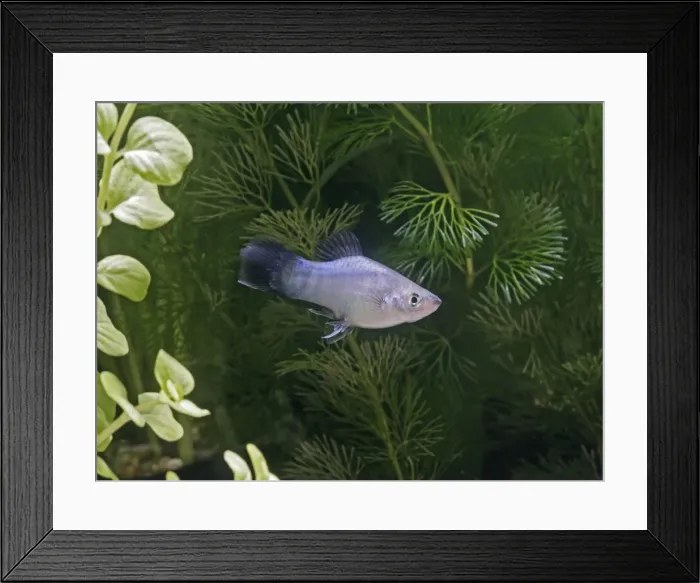 Framed Print : Blue wagtail platy – side view by weeds - tropical freshwater - variant 002620 Framed Print : Blue wagtail platy – side view by weeds - tropical freshwater - variant 002620