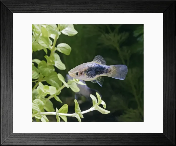 Framed Print : Blue coral platy – side view by weeds- tropical freshwater - variant 002615