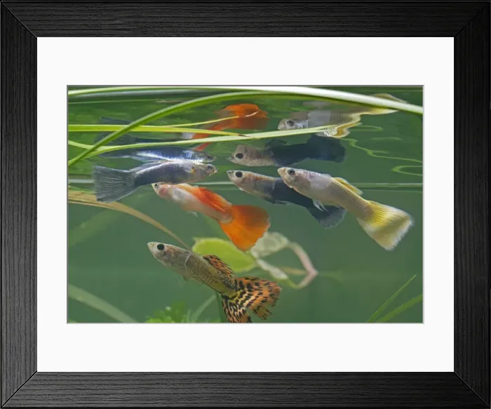 Framed Print : Guppy / Millionfish - males with reflections - tropical freshwater – variants - originally South & Central America 002754 Framed Print : Guppy / Millionfish - males with reflections - tropical freshwater – variants - originally South & Central America 002754