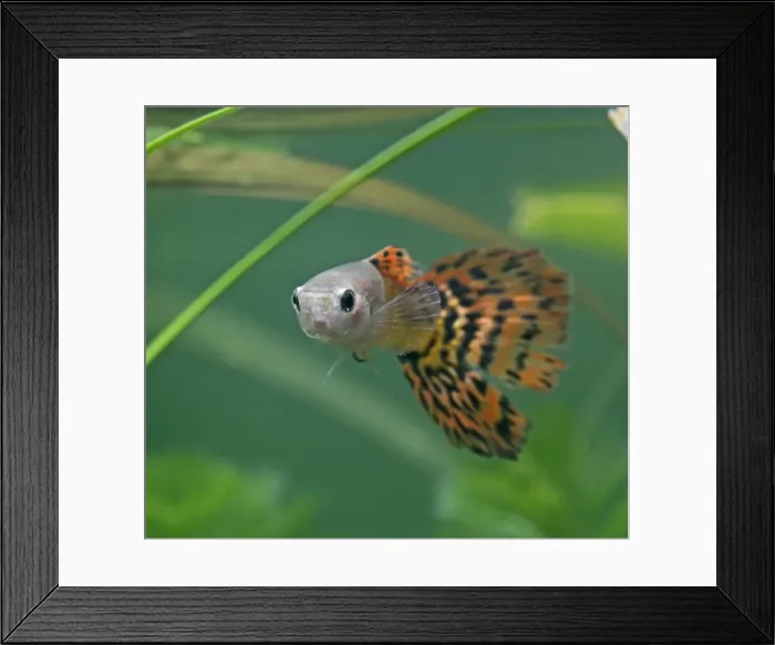 Framed Print : Guppy / Millionfish - male - tropical freshwater – variant - originally South & Central America 002749 Framed Print : Guppy / Millionfish - male - tropical freshwater – variant - originally South & Central America 002749