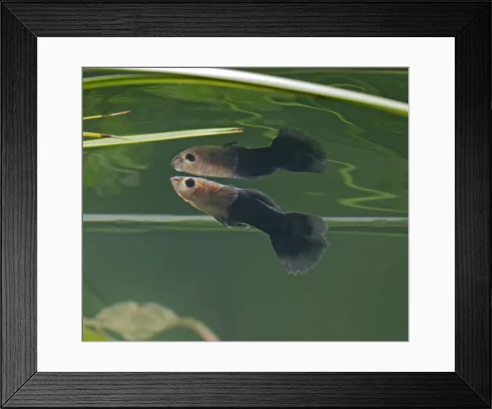 Framed Print : Guppy / Millionfish - male with reflection - tropical freshwater – variant - originally South & Central America 002746 Framed Print : Guppy / Millionfish - male with reflection - tropical freshwater – variant - originally South & Central America 002746