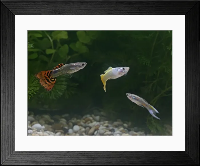 Framed Print : Guppy / Millionfish – 3 males- tropical freshwater – variants - originally South & Central America 002745 Framed Print : Guppy / Millionfish – 3 males- tropical freshwater – variants - originally South & Central America 002745