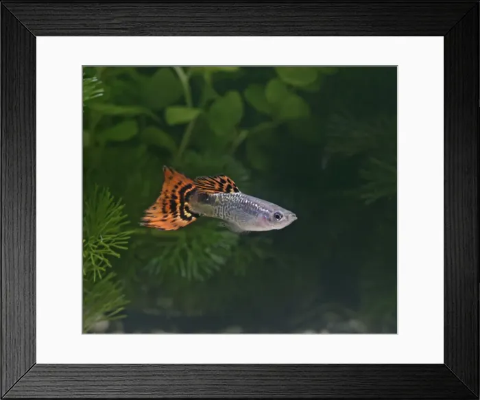 Framed Print : Guppy / Millionfish - male- tropical freshwater – variant - originally South & Central America 002736 Framed Print : Guppy / Millionfish - male- tropical freshwater – variant - originally South & Central America 002736